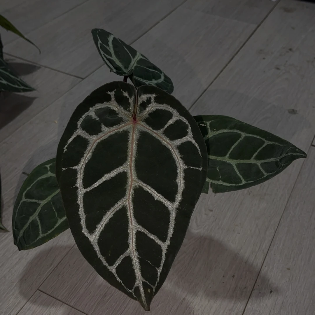 无花朵米歇尔杂织梦者