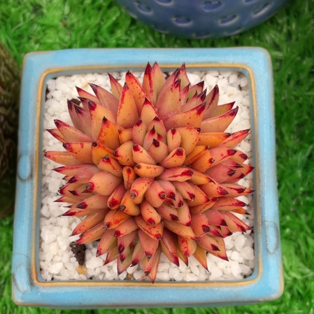 多肉植物盆栽多肉植物