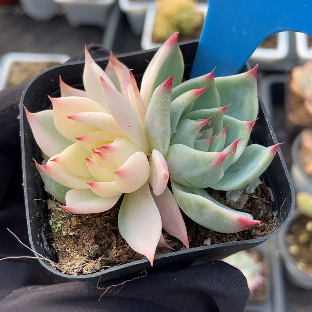 .1018吉娃娃锦多肉植物