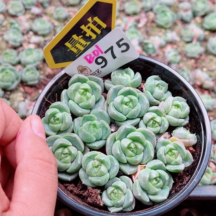 多肉植物多肉植物