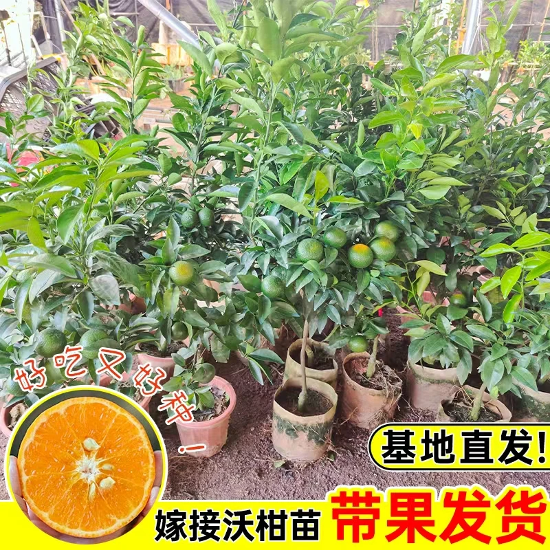 沃柑带果正品嫁接大果南方种植盆栽地栽沃柑带果带土果苗