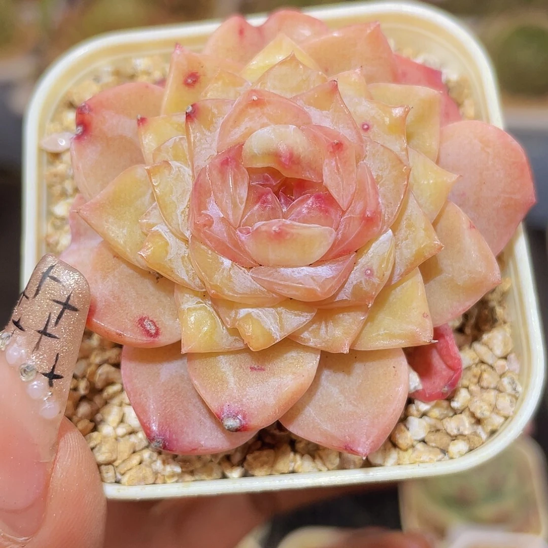 274草莓果酱石化