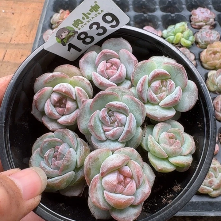 无花朵多肉植物多肉植物