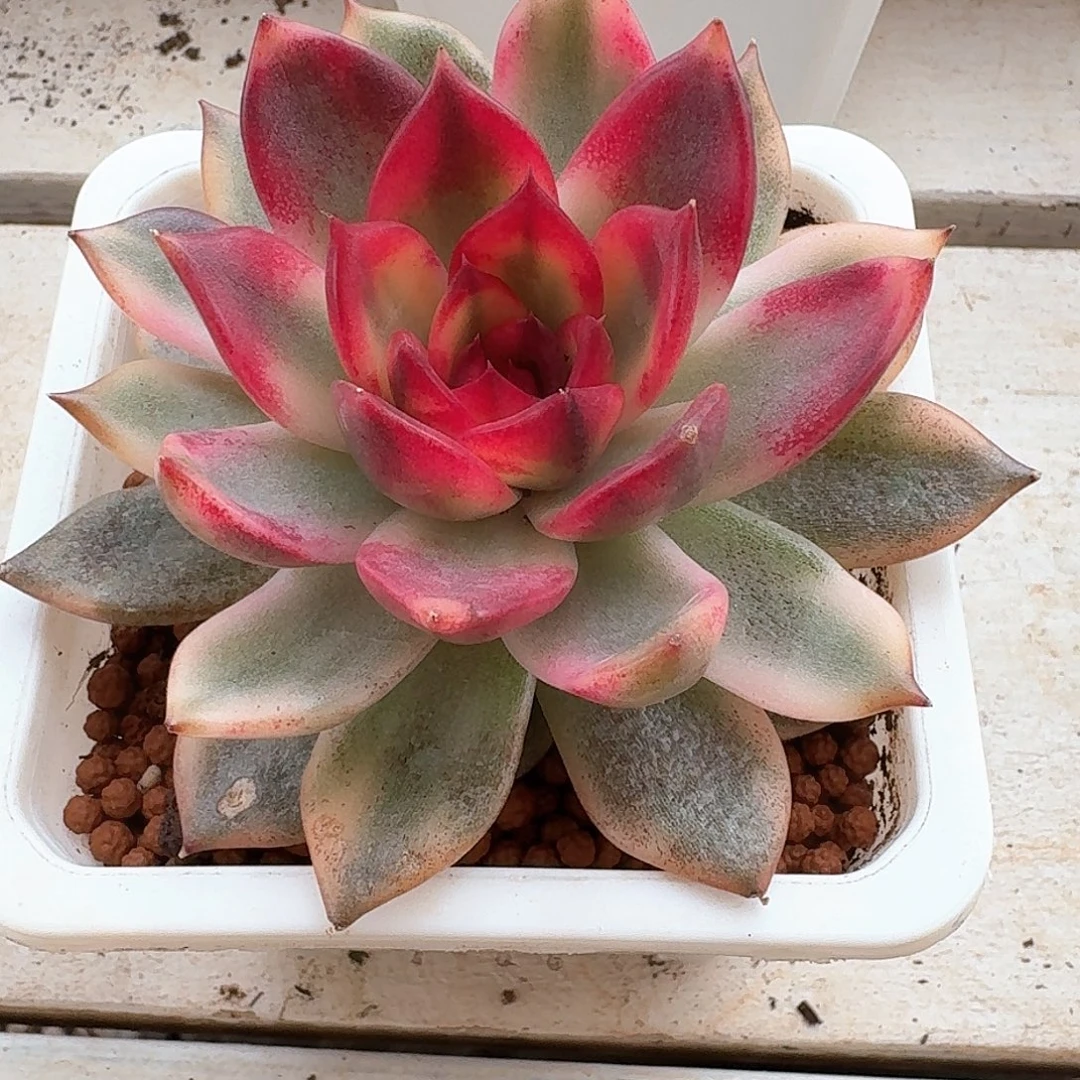 火焰玫瑰锦多肉植物