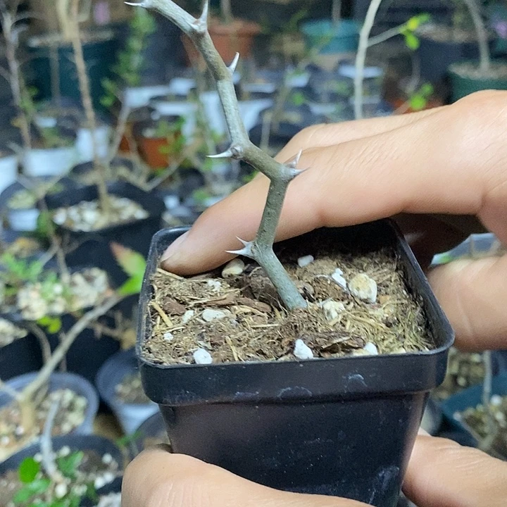 弯曲龙带盆土发货