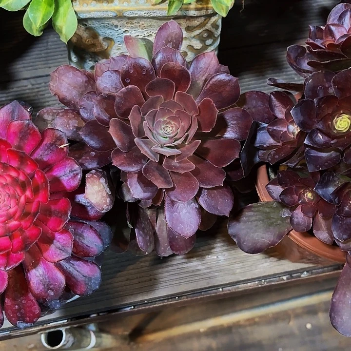 苍*太阳神多肉寄养植物