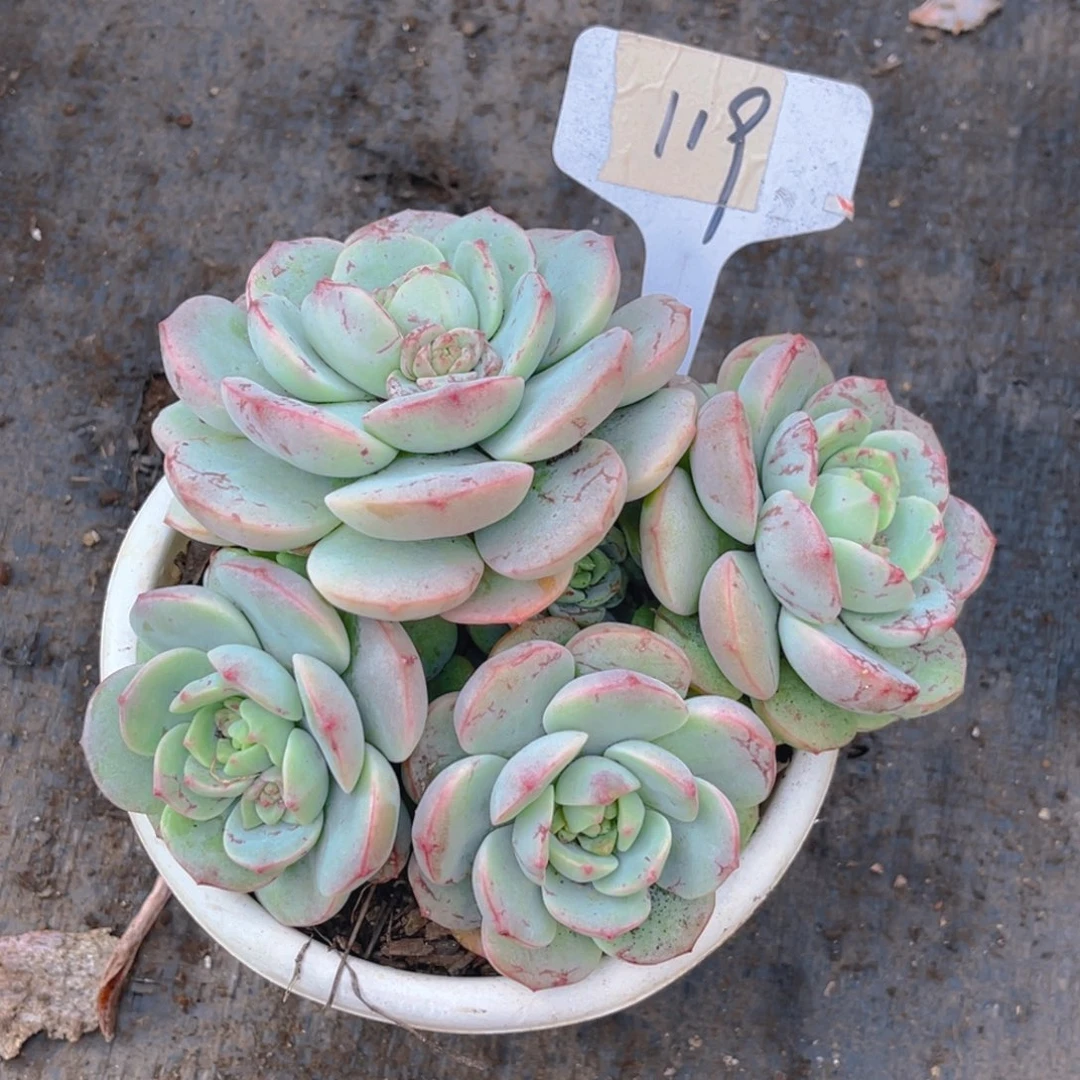 用***7000000000000000119