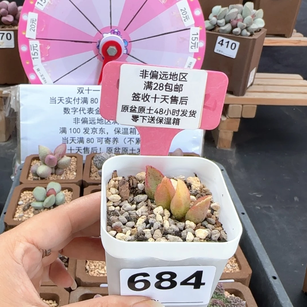 小*子684实生多肉植物补差