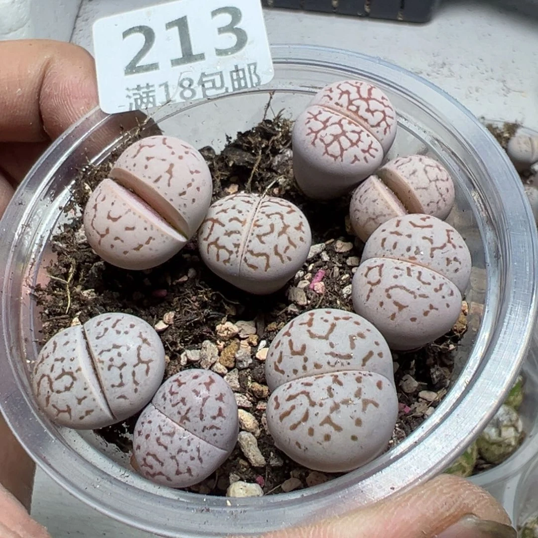 【闪购商品】 213。