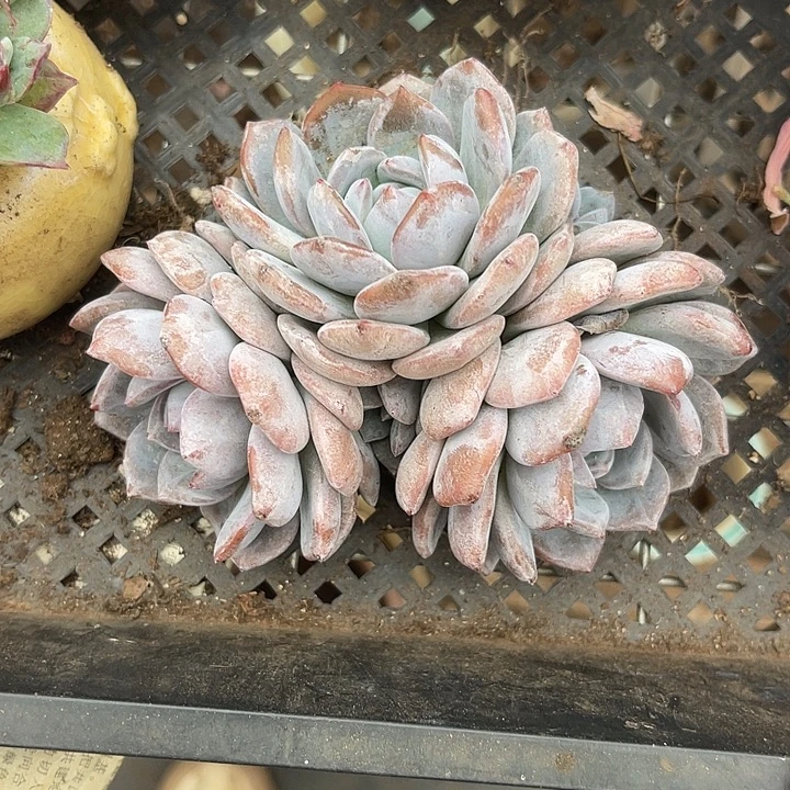 两单包邮，一物一拍石榴