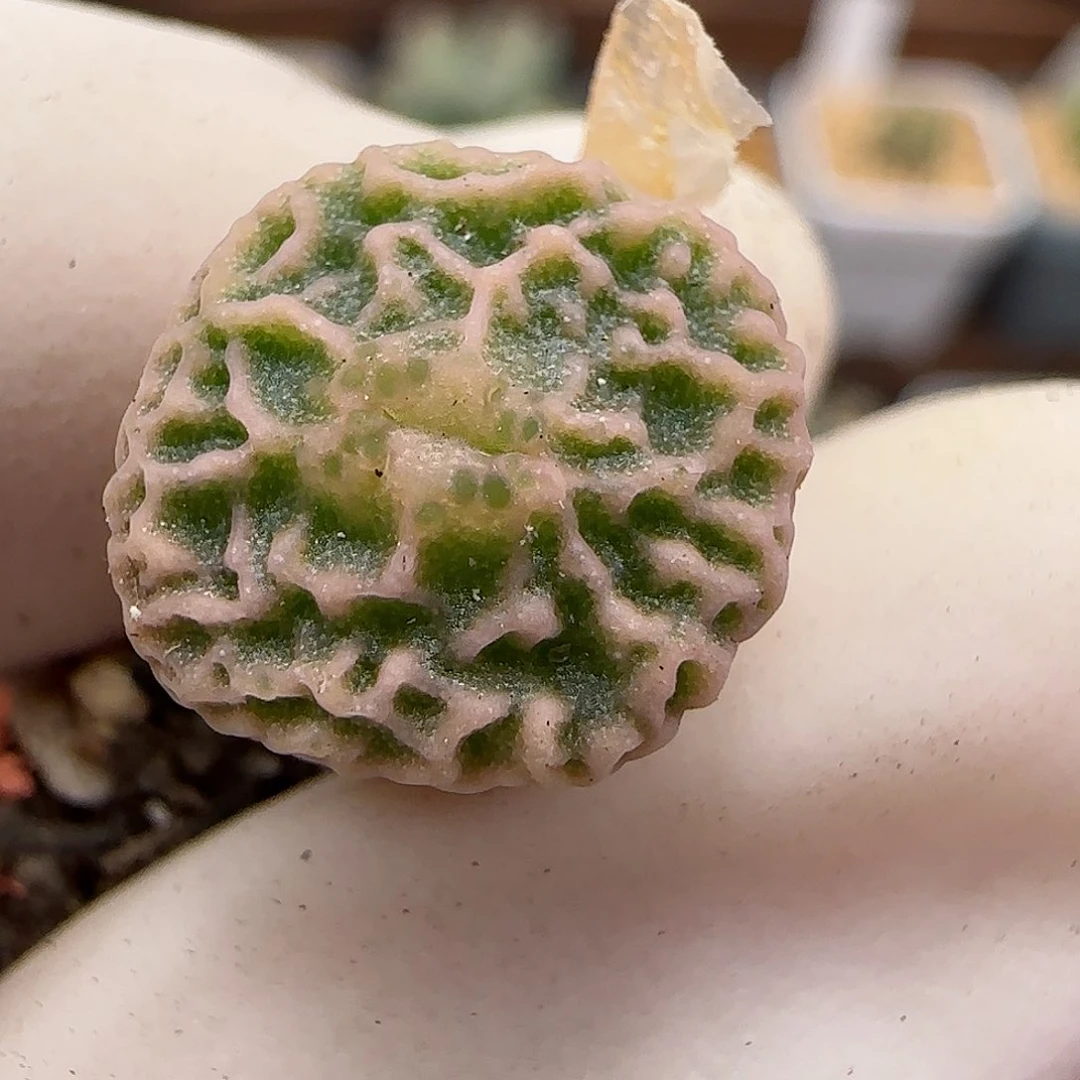 862超级烧麦优选