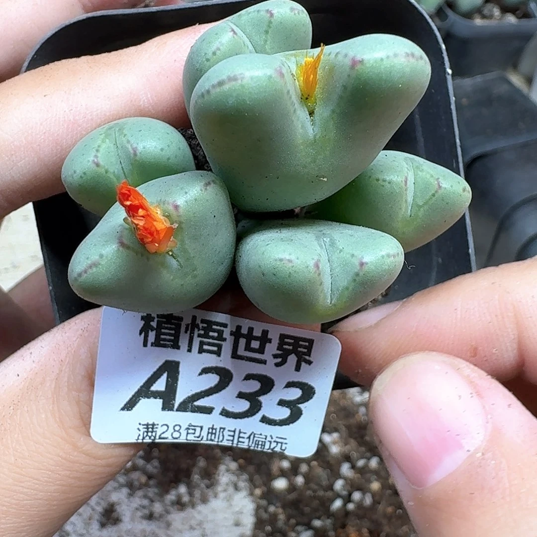 多肉植物的人生fgbb