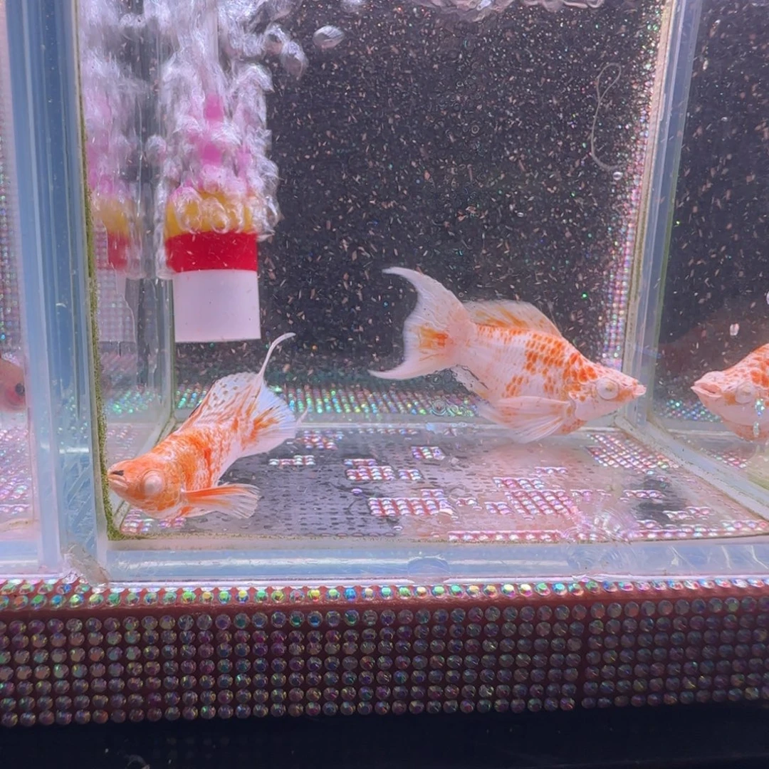 海水鱼玛丽球樱花一对