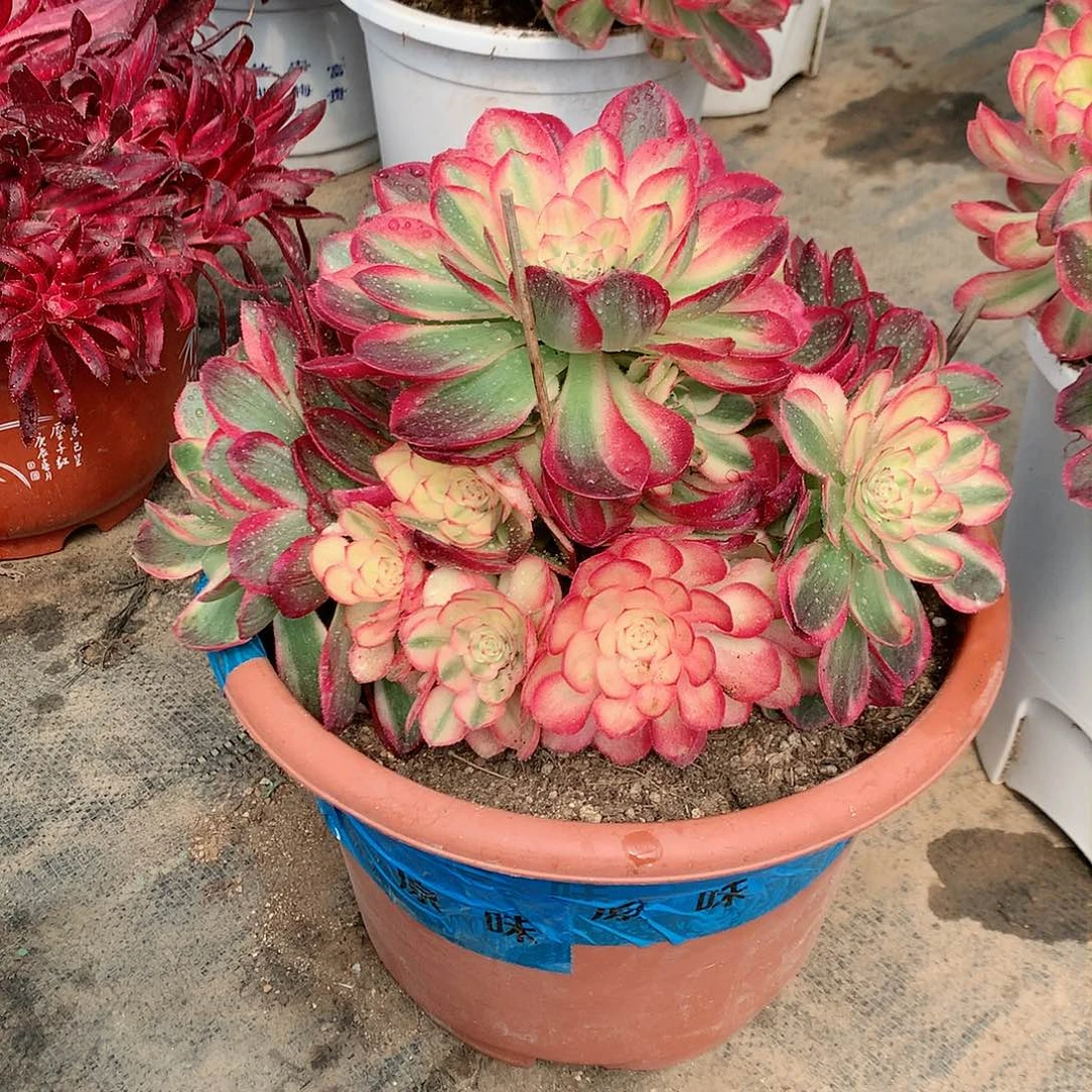 【闪购商品】花**零火龙果，多肉