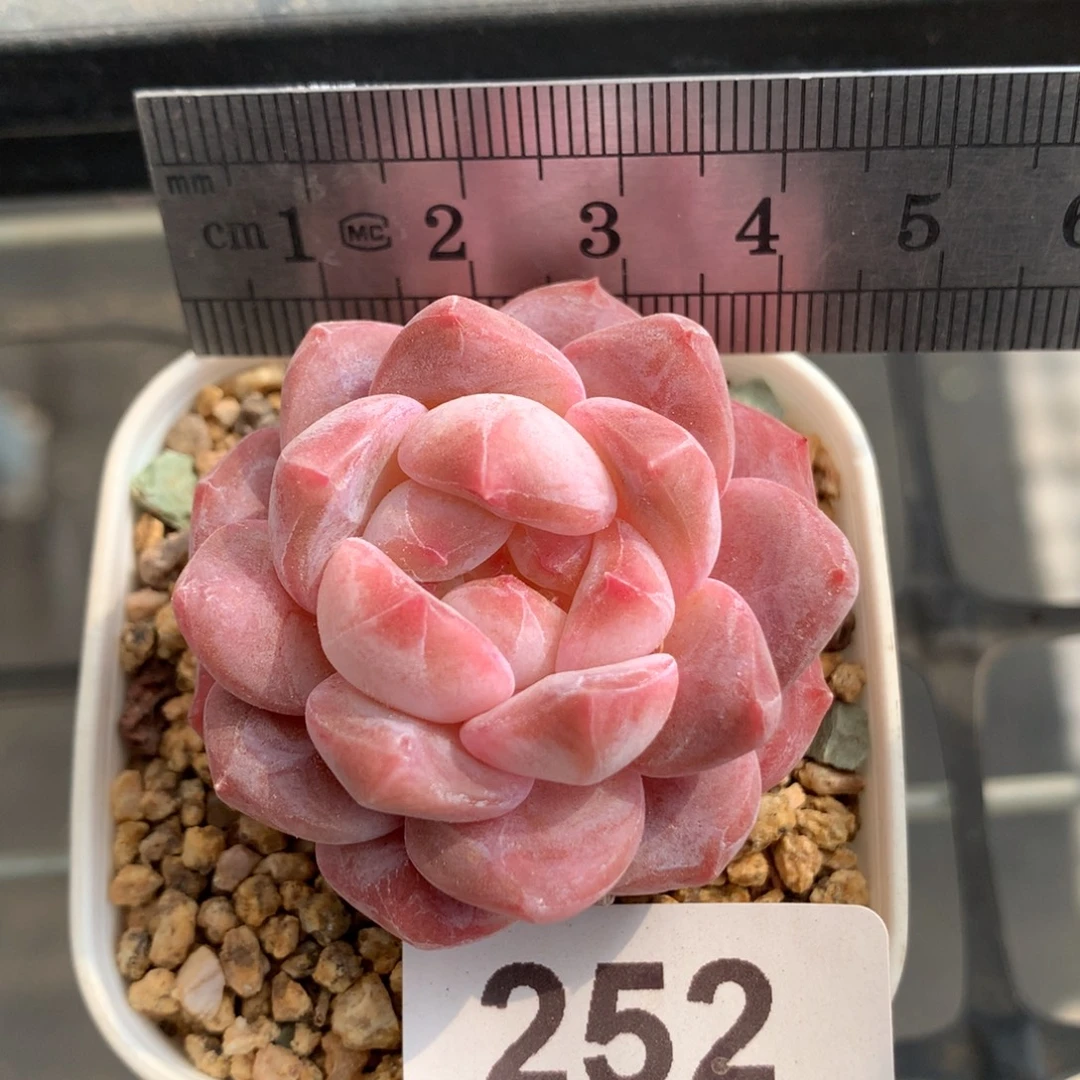 252。秘境冰魄。小包子。