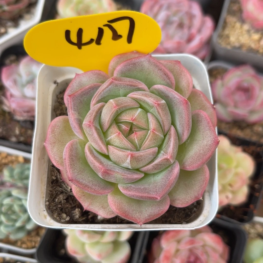 东云珍妮单头4127