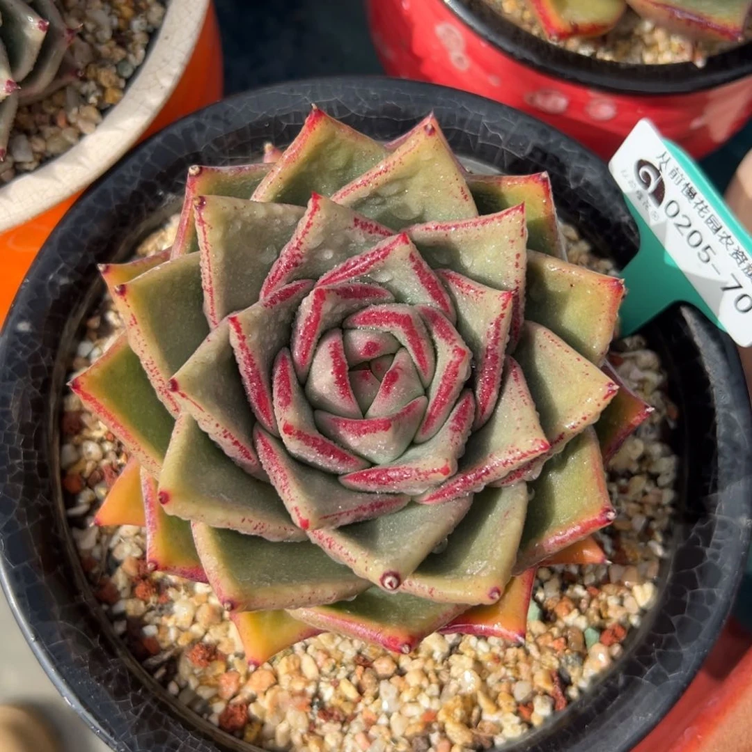 多肉一物一拍0205-70