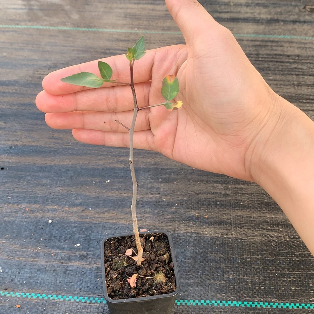 小****沃德瑞扦插带盆带盆