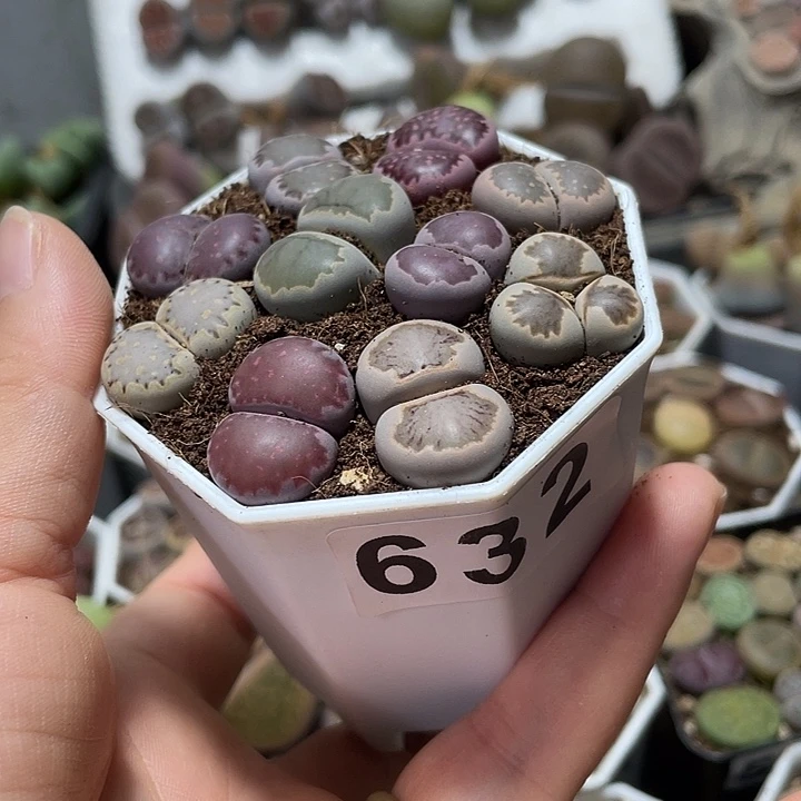 大部分花苞少量开放亦*生石花一盒632