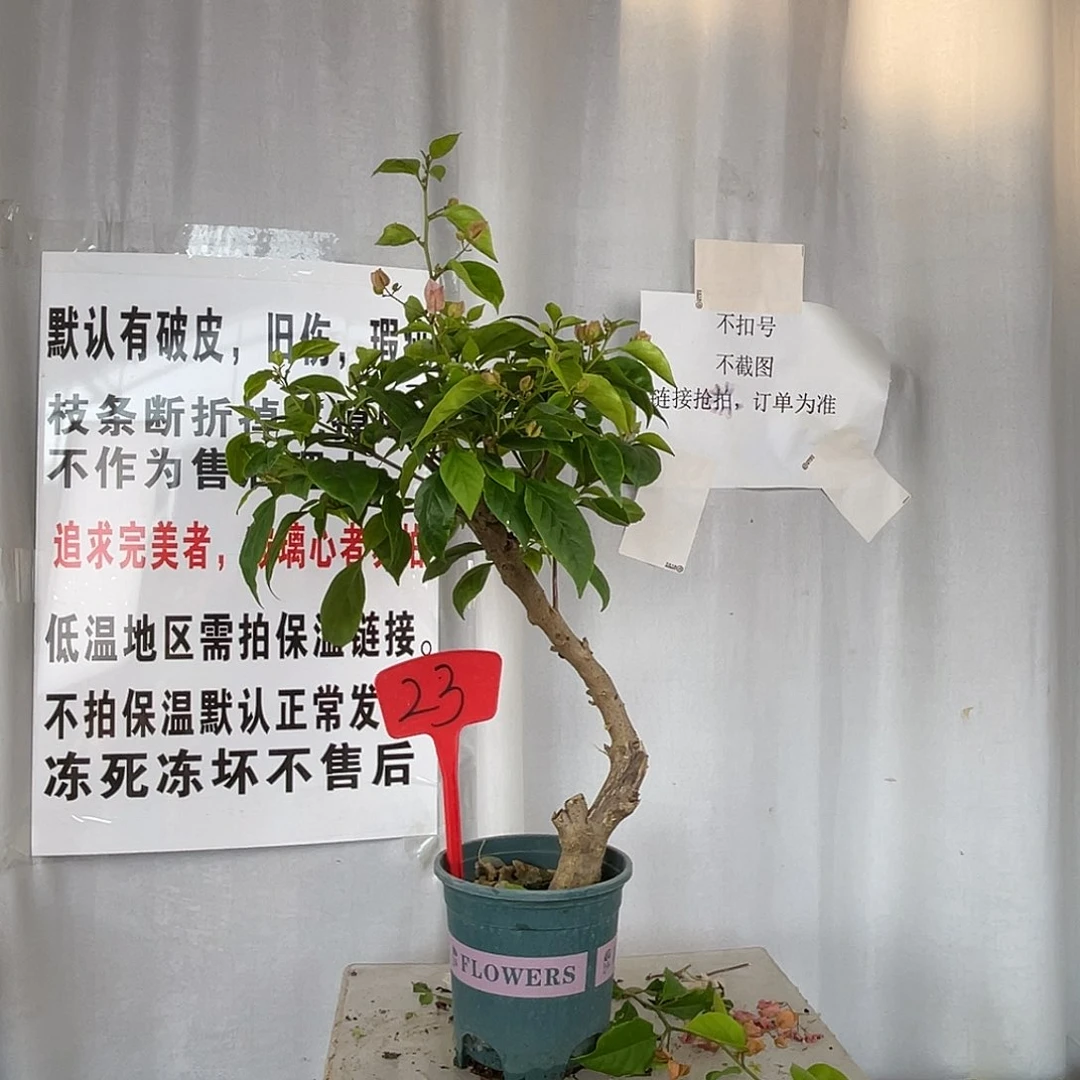 当前无花栽培后可以开花23广红樱桩