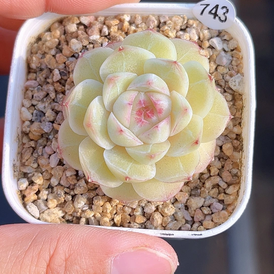 743  缠枝珍妮多肉