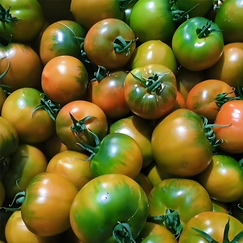 草莓西红柿 1kg草莓番茄山东省