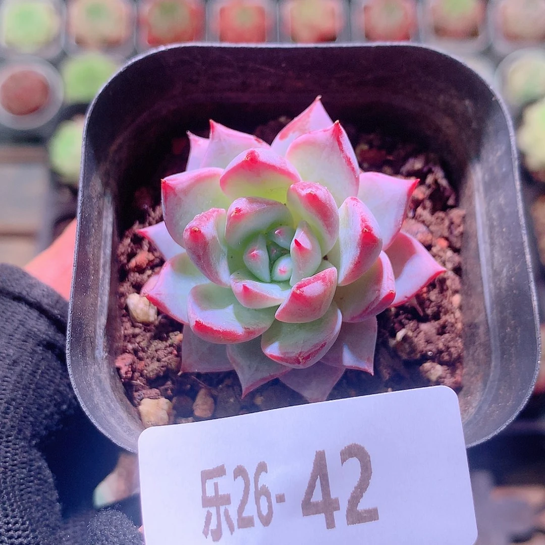 乐然26-42 粉蓝鸟