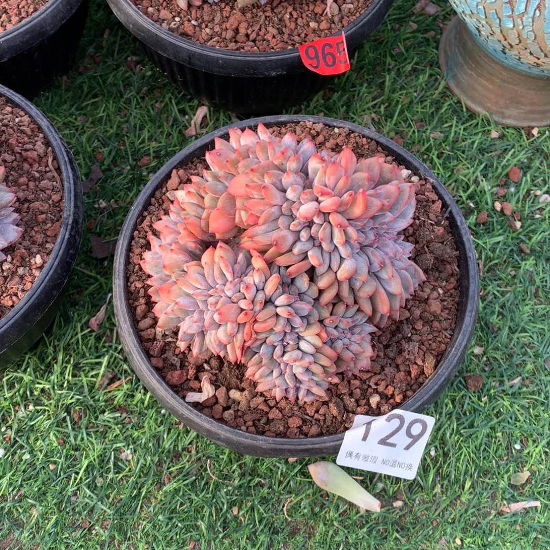 129橙子缀多肉植物