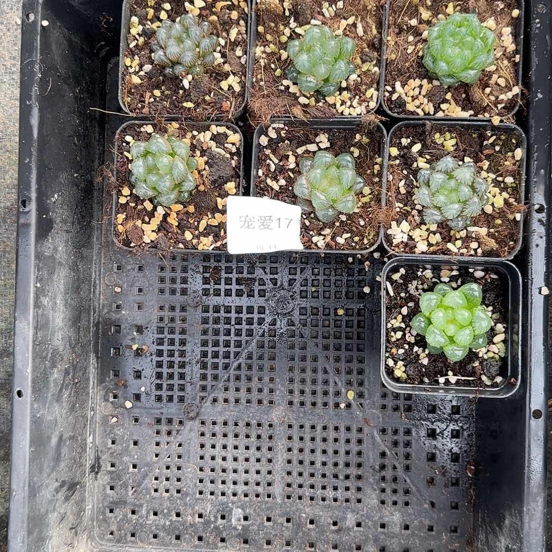 直播福利一物一拍17