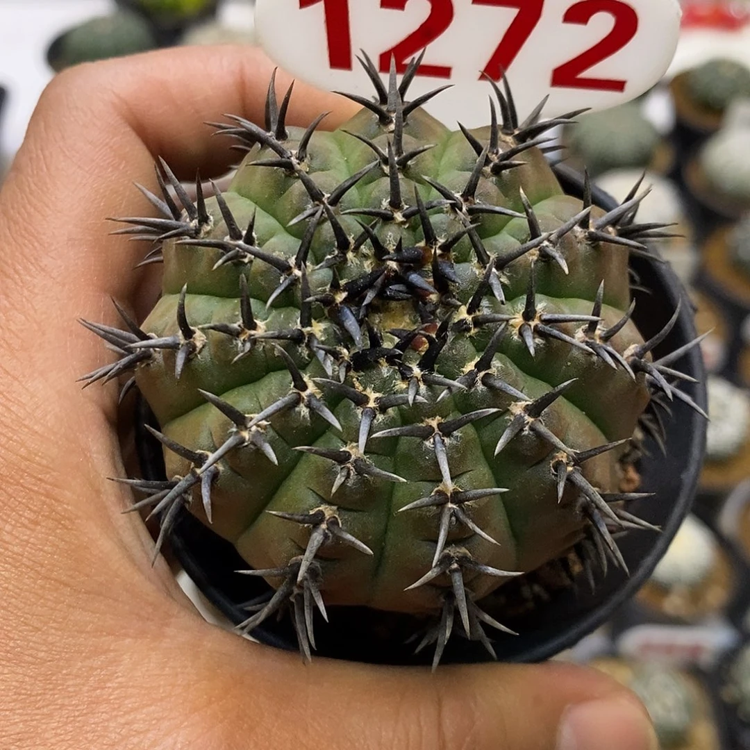 1272黑刺凤头福利活动