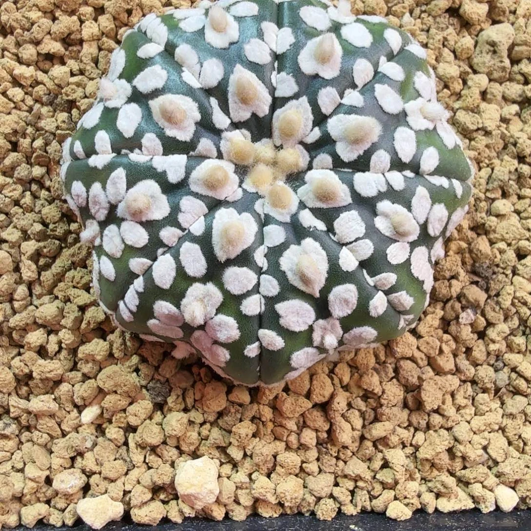 桃心皇室兜日系实生多肉植物