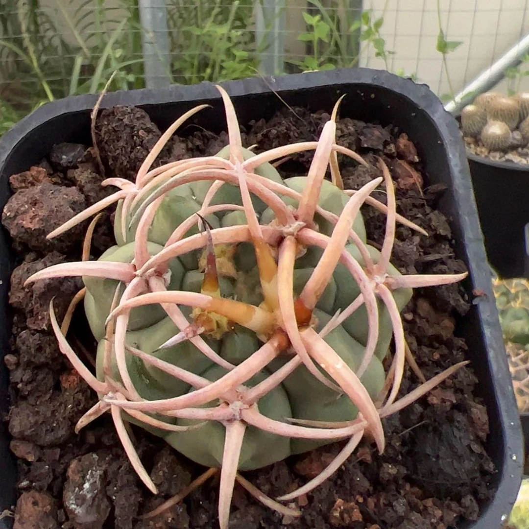 【闪购商品】实生仙人球