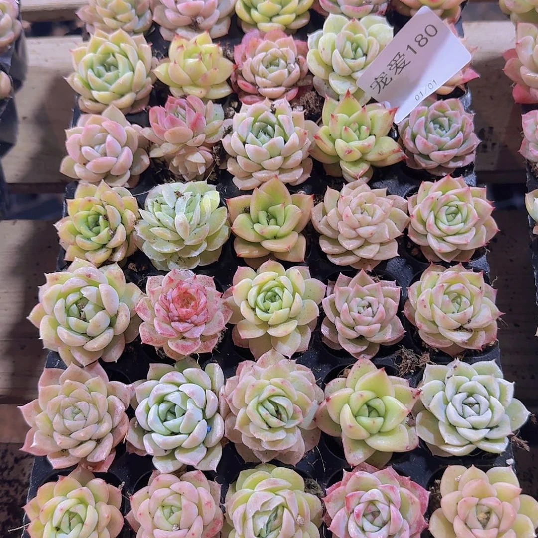 直播福利一物一拍180