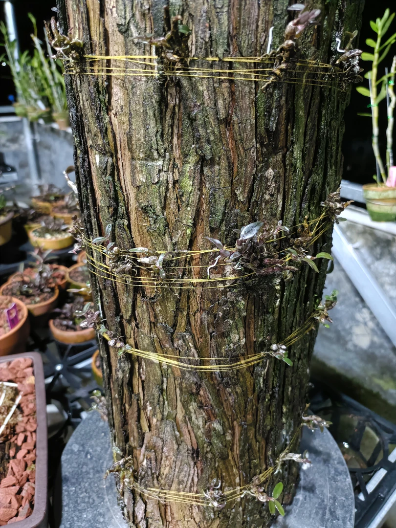 一物一拍花卉绿植