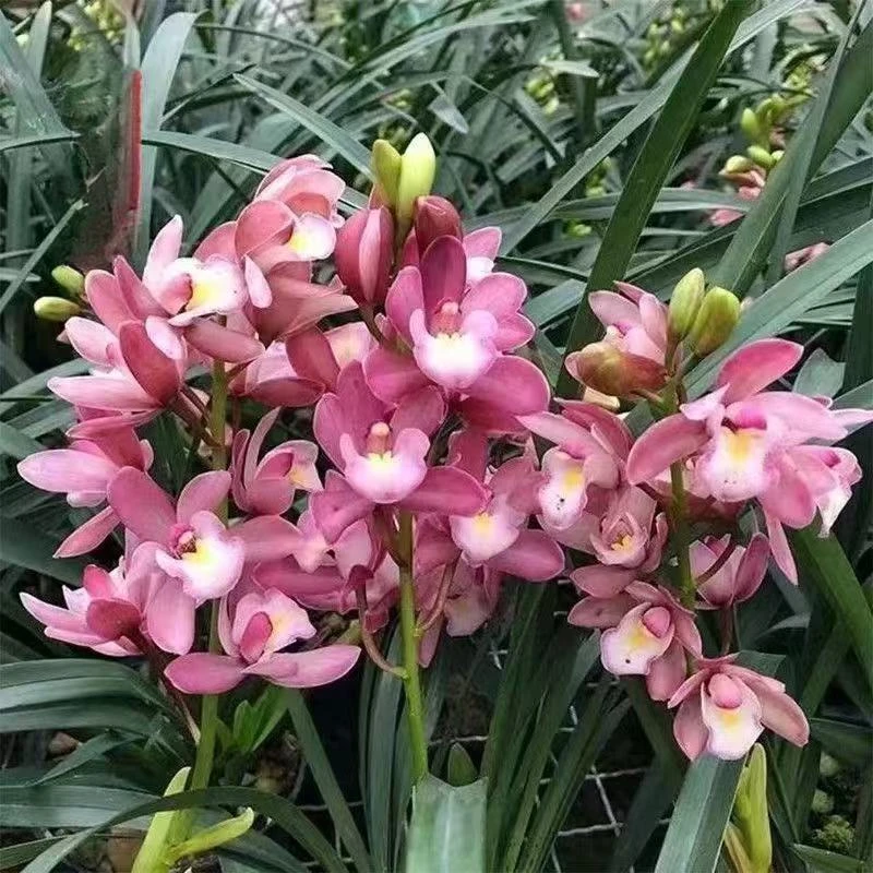 优品兰花【浪漫樱花8-10苗大爆盆】鲜花大花绿植园艺花卉盆栽浓香