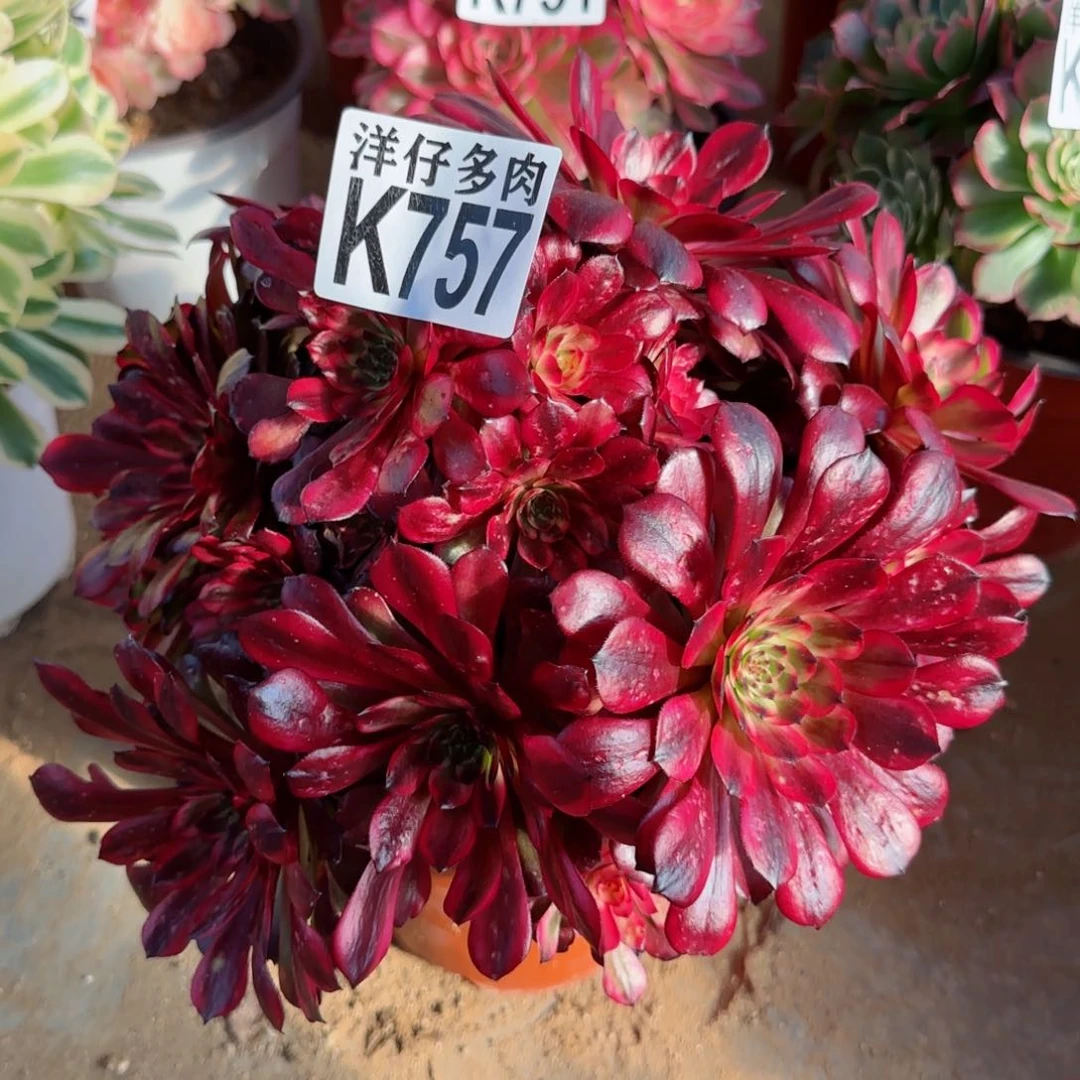 757美即法师园艺官服25左右2号