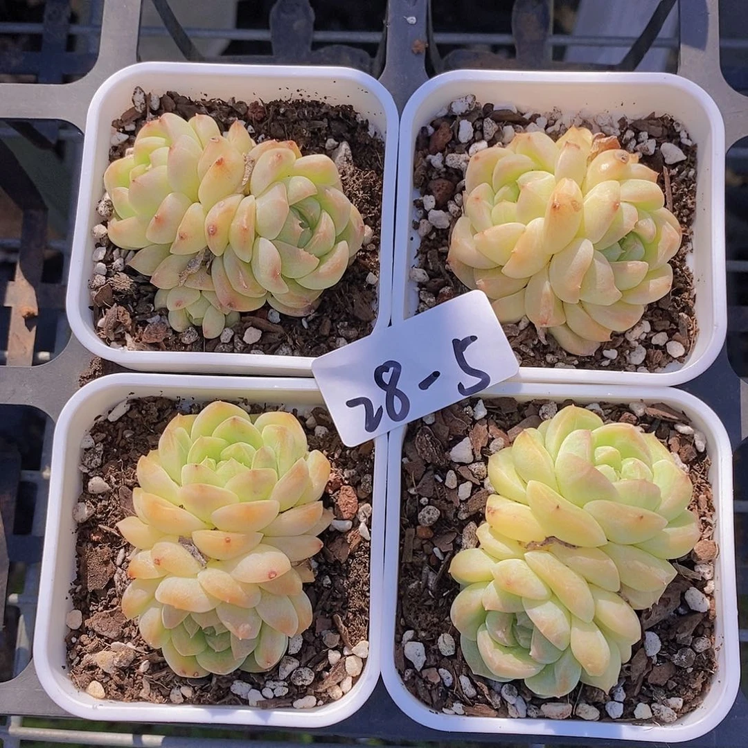 28-5-瑶池双头福利一颗量拍