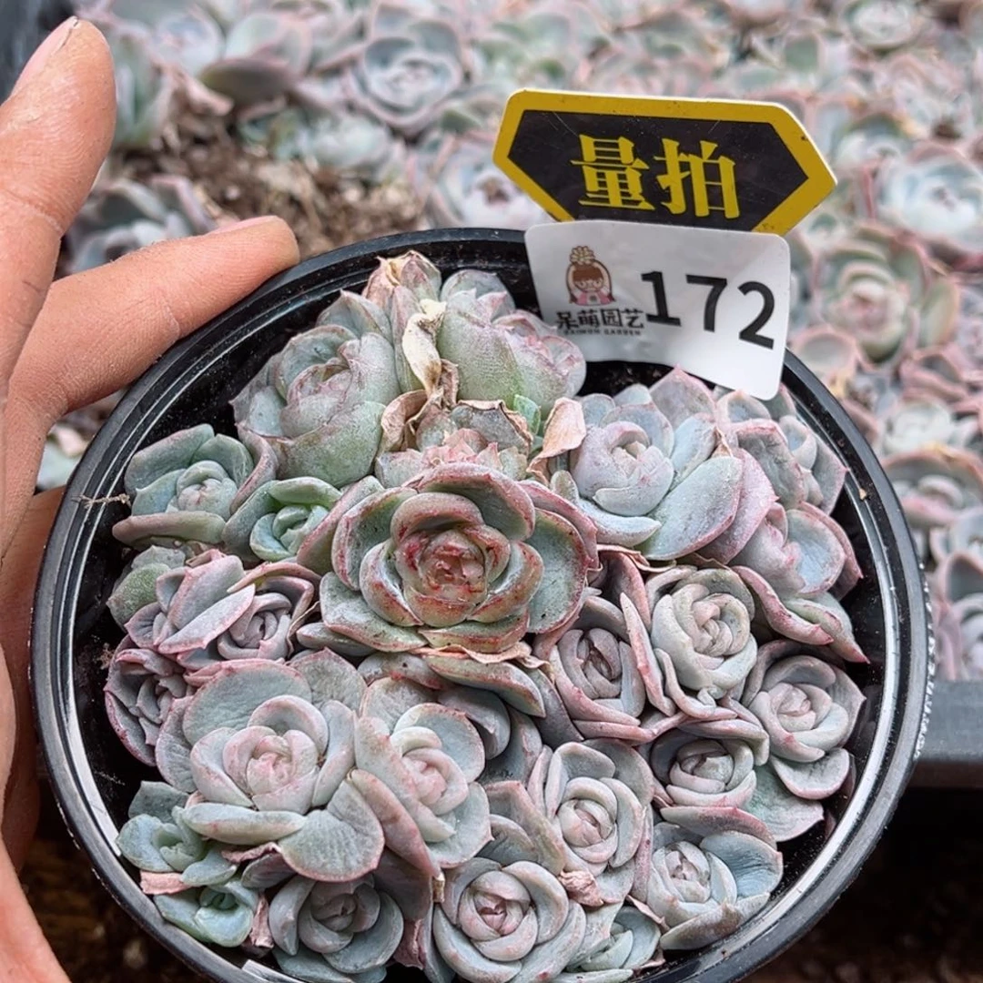 多肉植物多肉植物