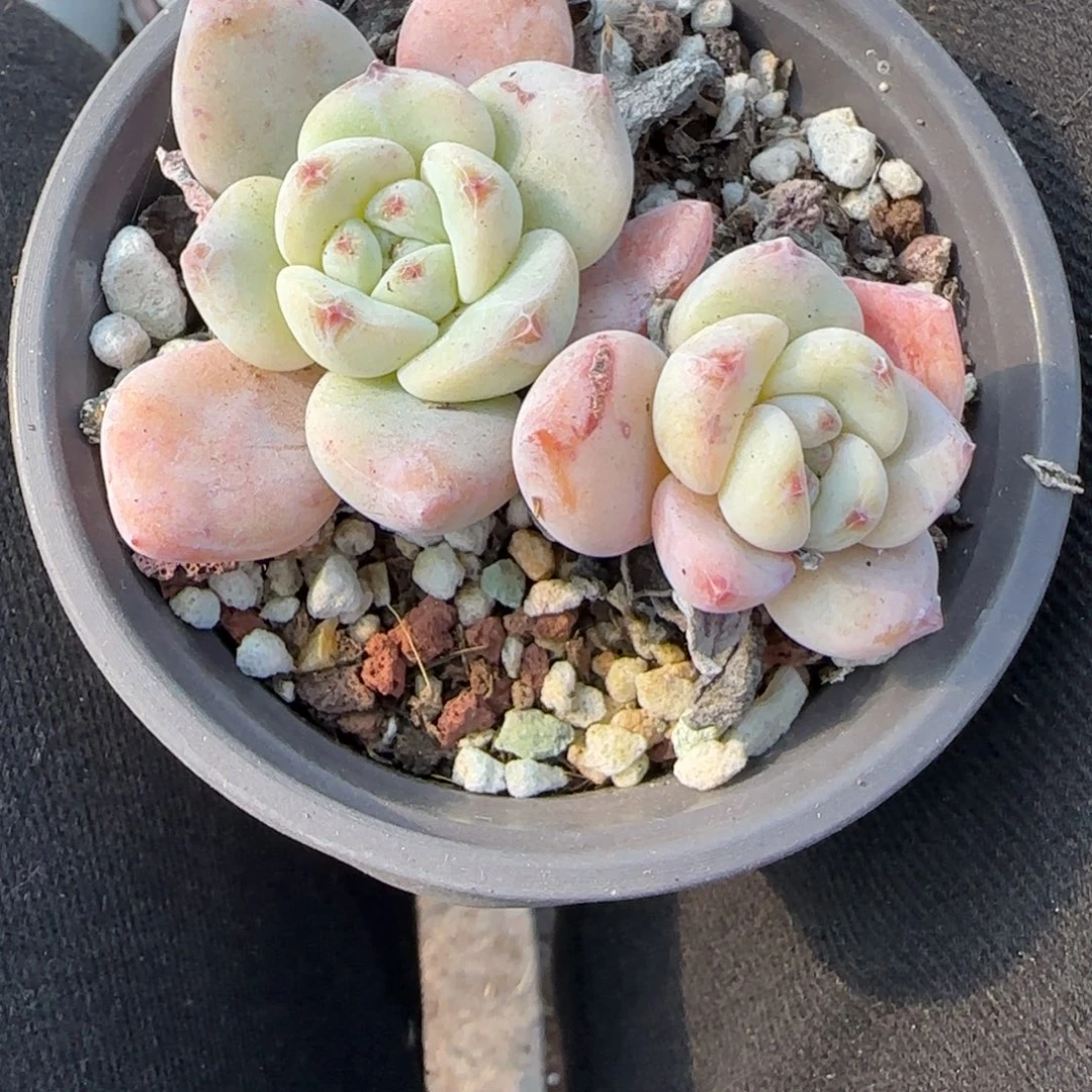 多肉小卡拉米糖心一物一拍