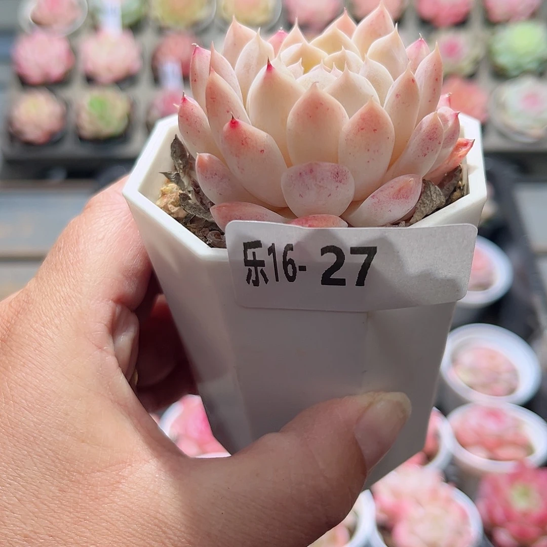 木乐16-27明月心单头