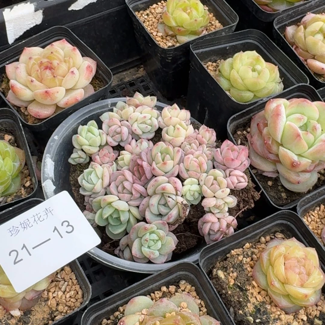 珍妮切糕一盒量拍21-13