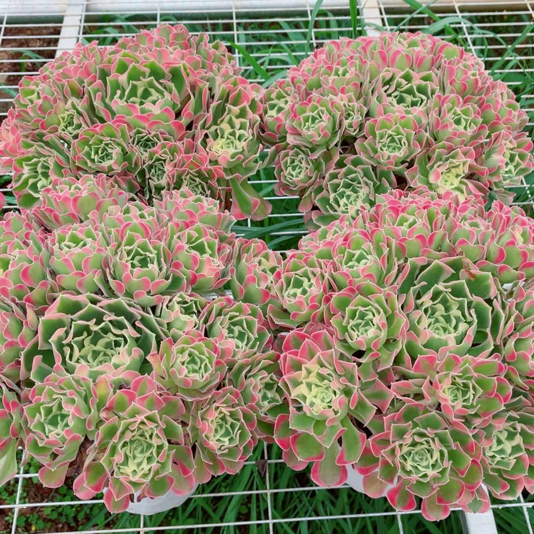 模特粉体白凤量拍多肉法师一个