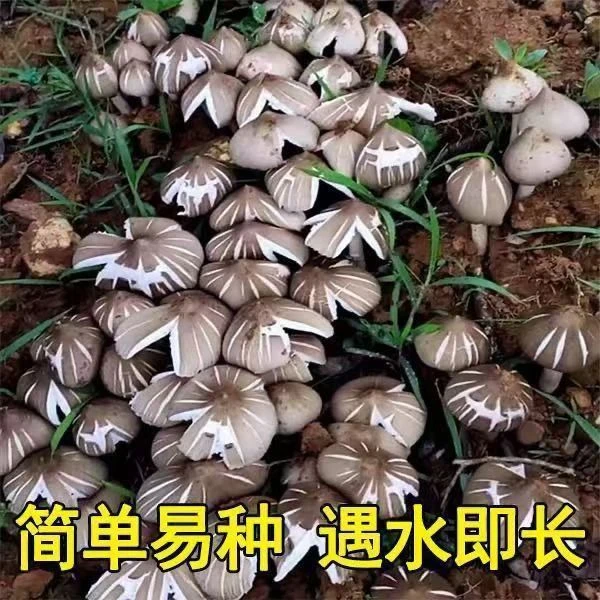 【2276人收藏】鸡枞菌草鸡菌包高产菌伞把菇三塔菌鸡肉菌夏至菇四季