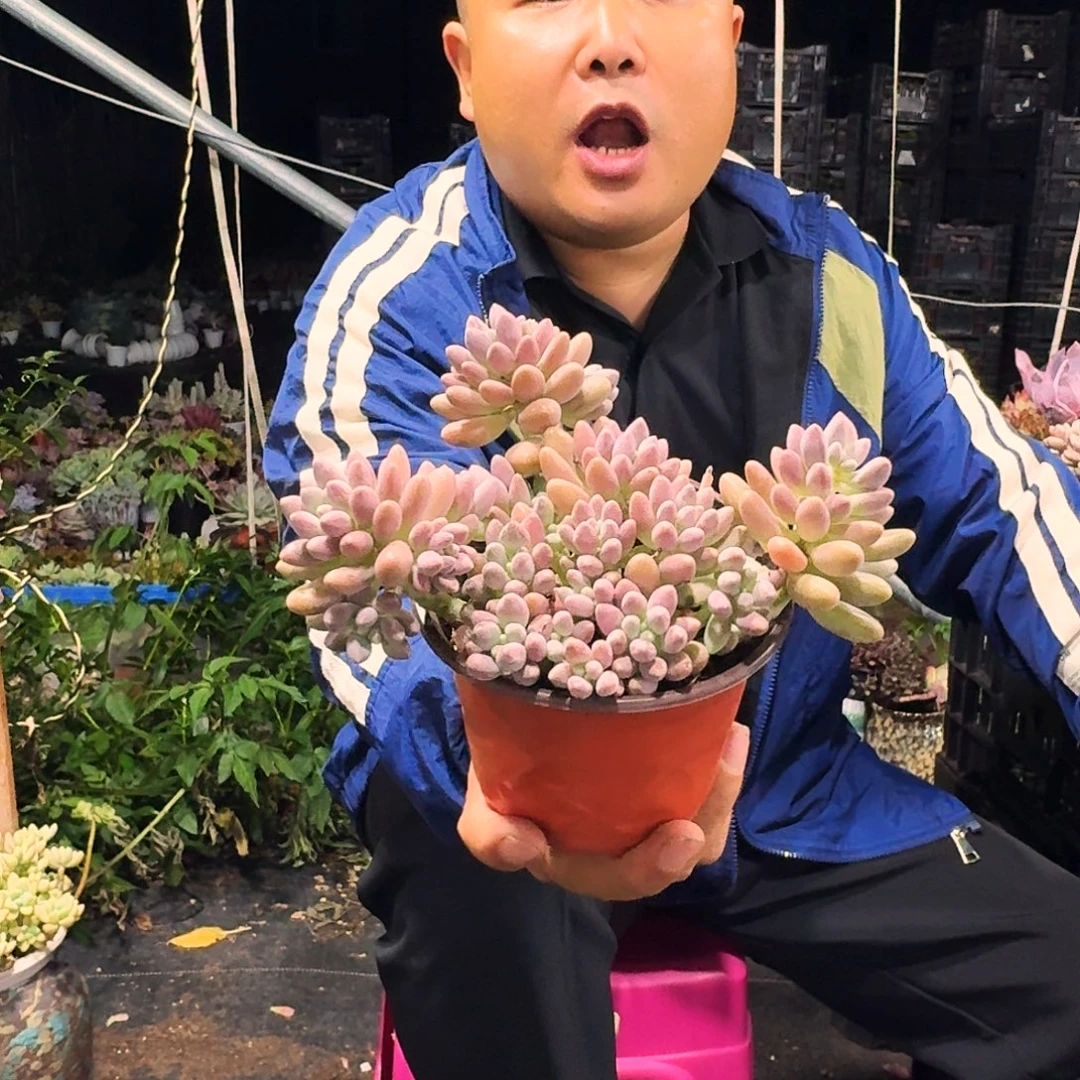 星黛露120多肉植物