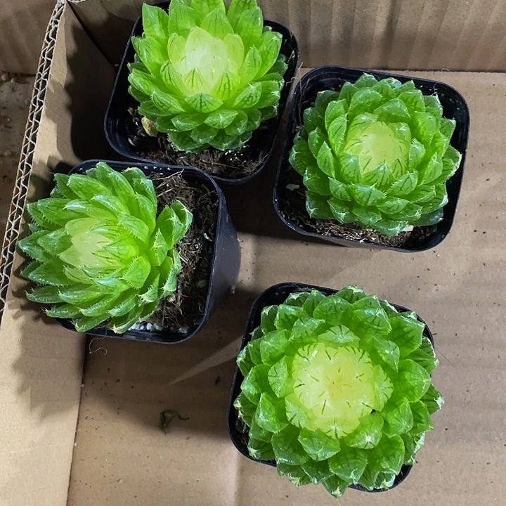 宝莲灯玉露锦带盆土发