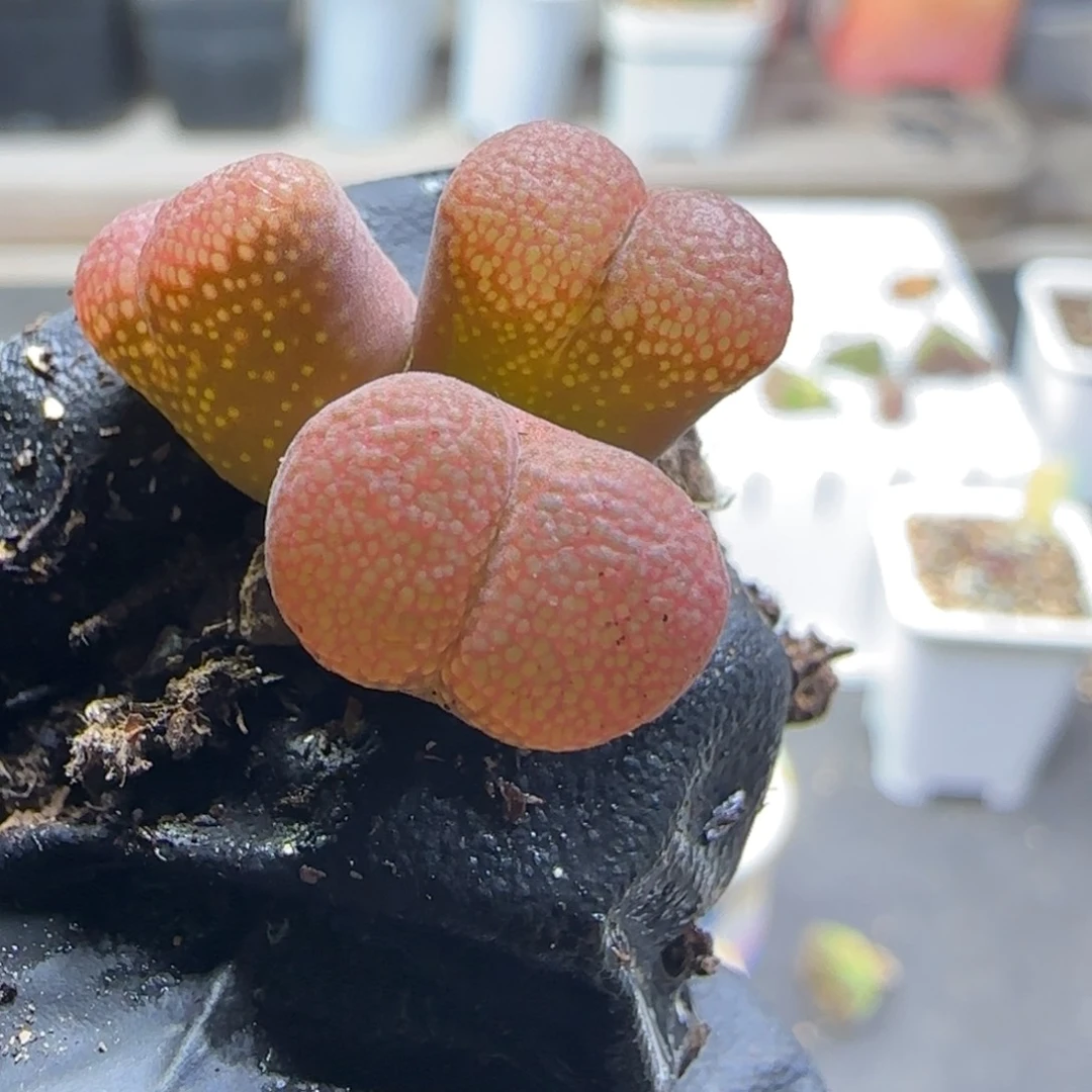 咔**子多肉植物红风铃125号（满38元包邮）