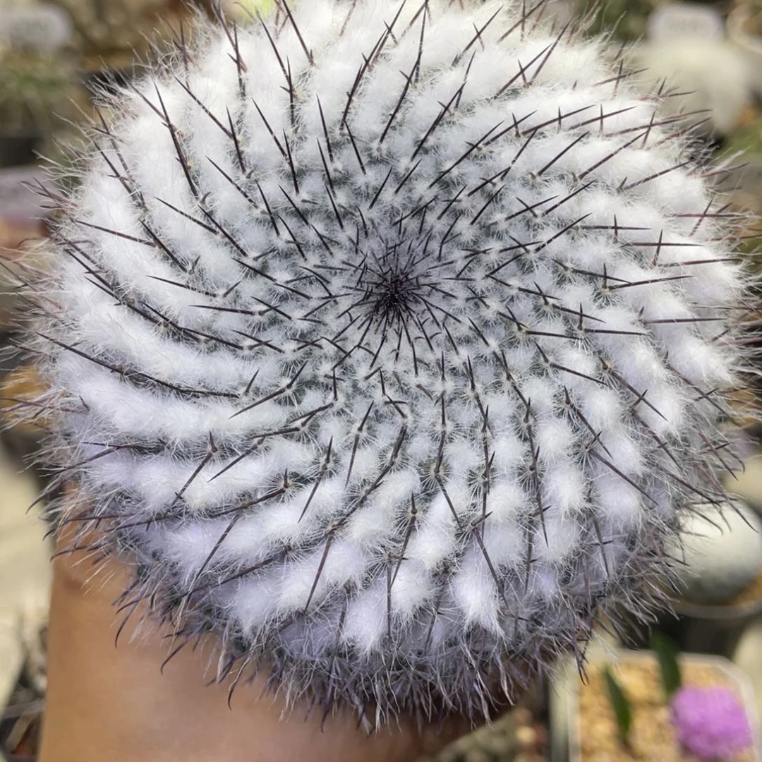 桐***生映雪丸        实生根