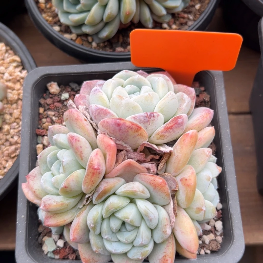 冰玉111111111111111