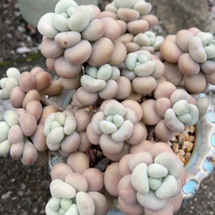 多肉植物一物一拍877-884