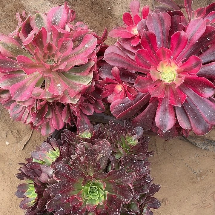 安娜+粉女巫+美杜莎30